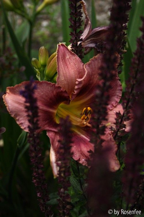 Hemerocallis ohne Namen 01