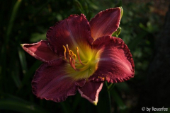 Hemerocallis ohne Namen 02