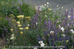Nepeta u. Credo