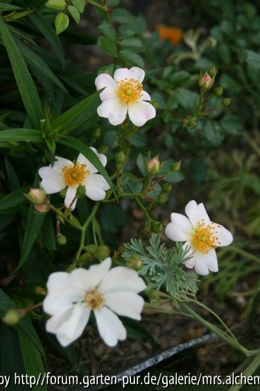 Sternenflor