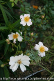 Sternenflor