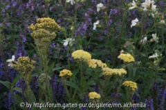 Nepeta m. Credo