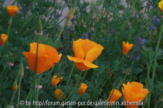 Cal. Mohn