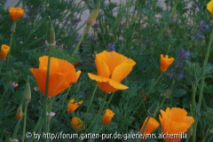 Cal. Mohn