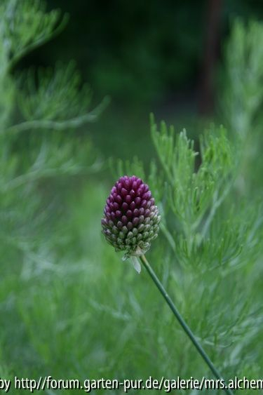 Allium Spaerocephalon
