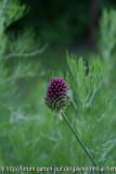 Allium Spaerocephalon
