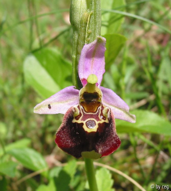 Bienen-Ragwurz