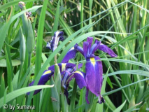 letzte Iris