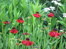 erste Helenium