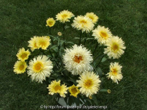 Leucanthemum maximum 'Goldrausch'