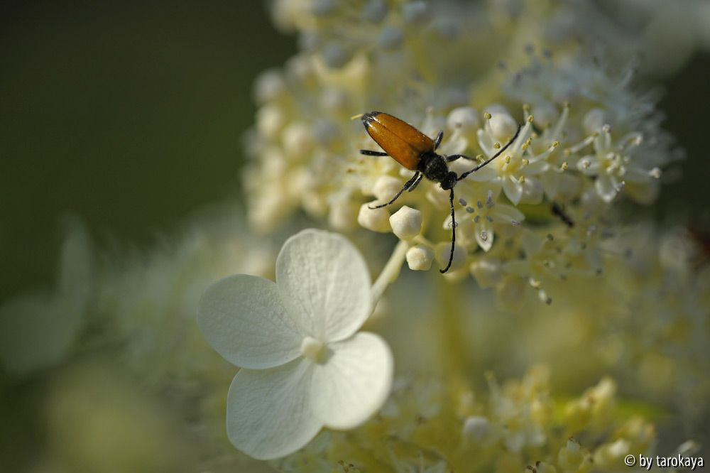 variable stubbenbock (stenocorus meridianus)