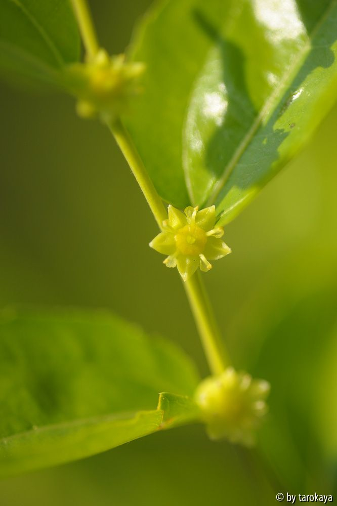 blüten jujuba