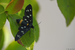 weissfleck widderchen (amata phegea)
