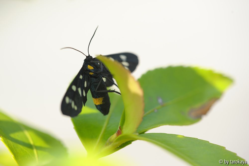 weissfleck widderchen (amata phegea)2