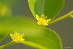 blüten jujuba2