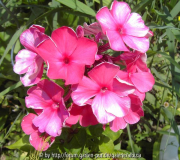 Phlox p. 'Tenor' fleckig