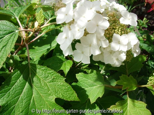 Hydrangea quercifolia