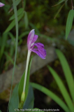 roscoea cang2.jpg