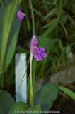 roscoea cangschanensis.jpg