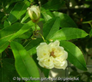 Rosa banksia lutea 2006