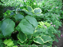 Hosta-Übergangsbeet
