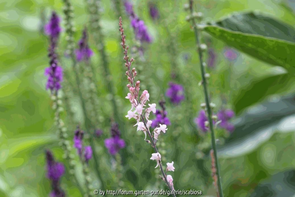 Lunaria