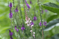 Lunaria