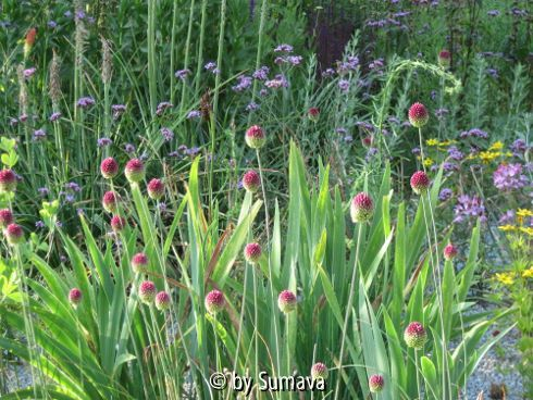 errötende Allium