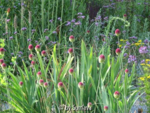 errötende Allium