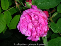 Reine de Violettes 2006