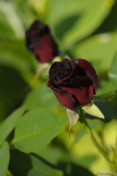 black magic13