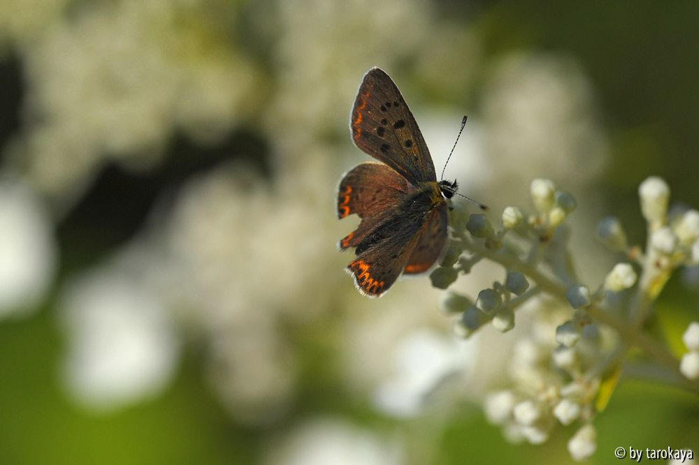 schmetterling3