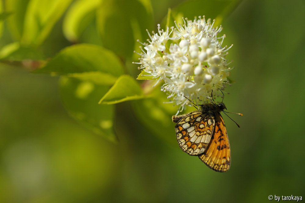 Wachtelweizen-Scheckenfalter (Mellicta athalia)?
