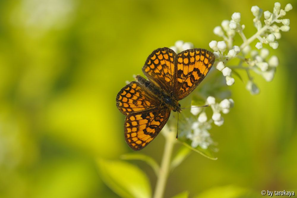 Wachtelweizen-Scheckenfalter (Mellicta athalia)??