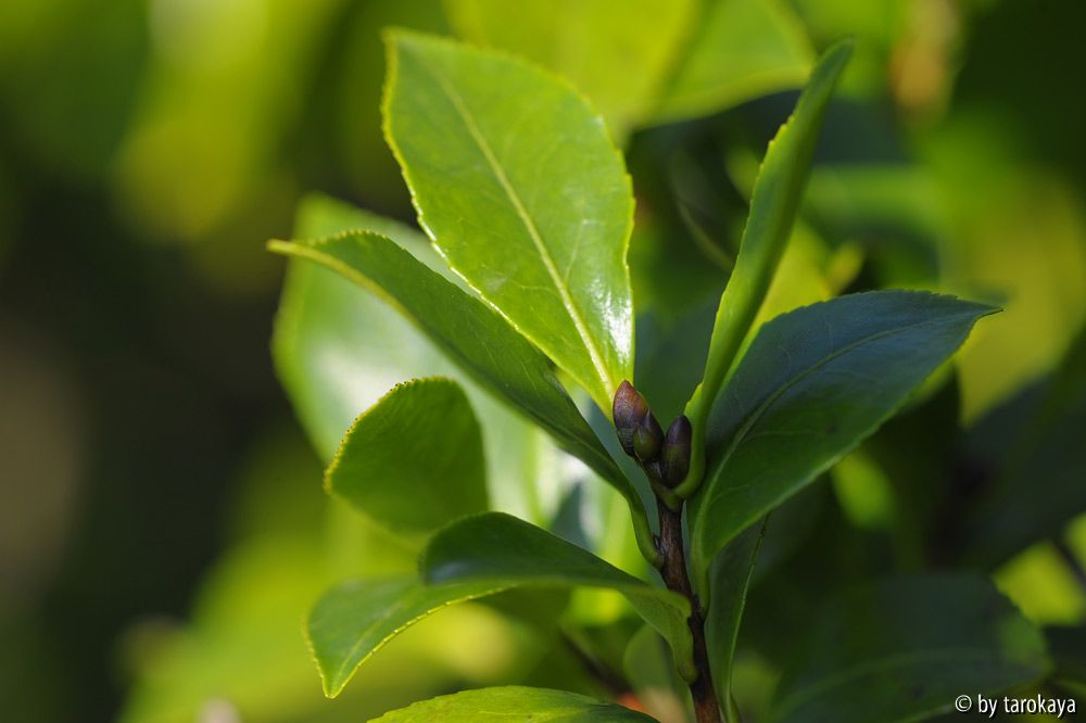 knospen chojiguruma13