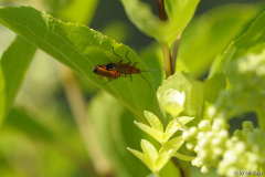 Roter Weichkäfer (rhagonycha fulva)
