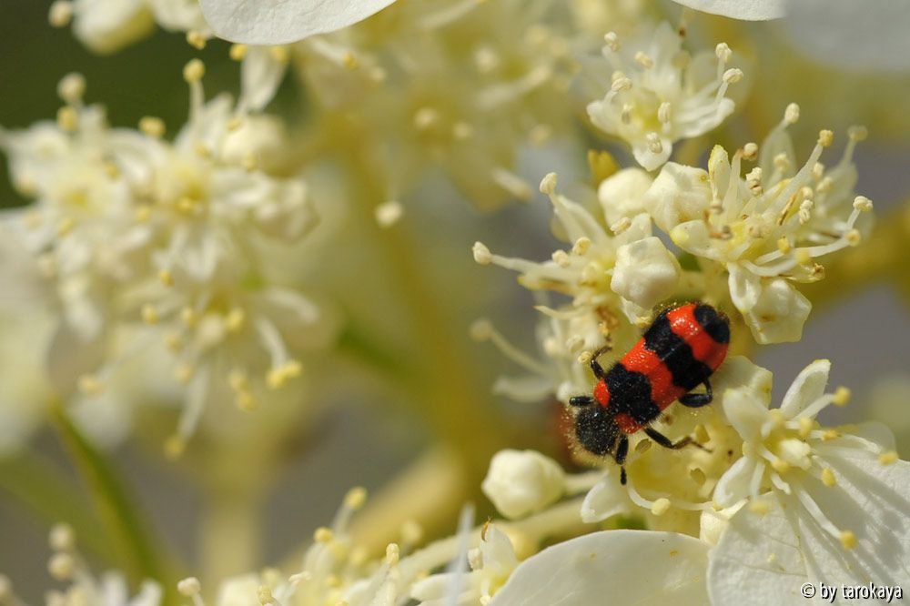 gemeiner bienenkäfer (trichodes apiarius)