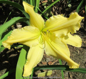 mynelle´s starfish 1.jpg