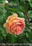 Abraham Darby 2006, Austin-R.