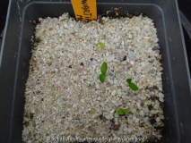 Stewartia monadelpha Germination July 20