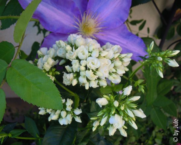 Phlox Tiara
