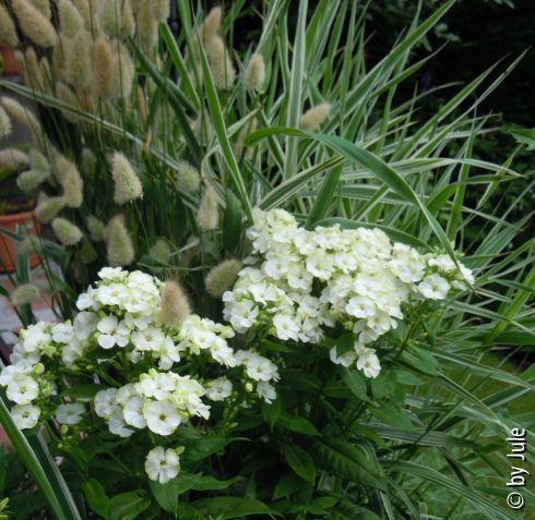 Phlox Jade