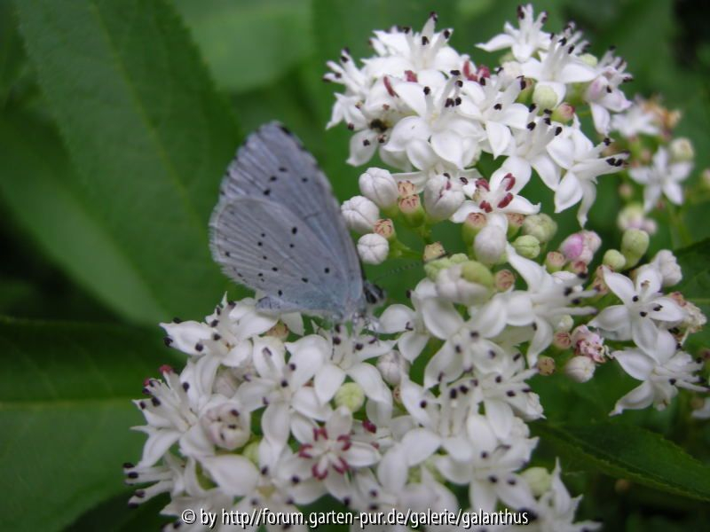 Sambucus ebulus mit Faulbaum-Bläuling