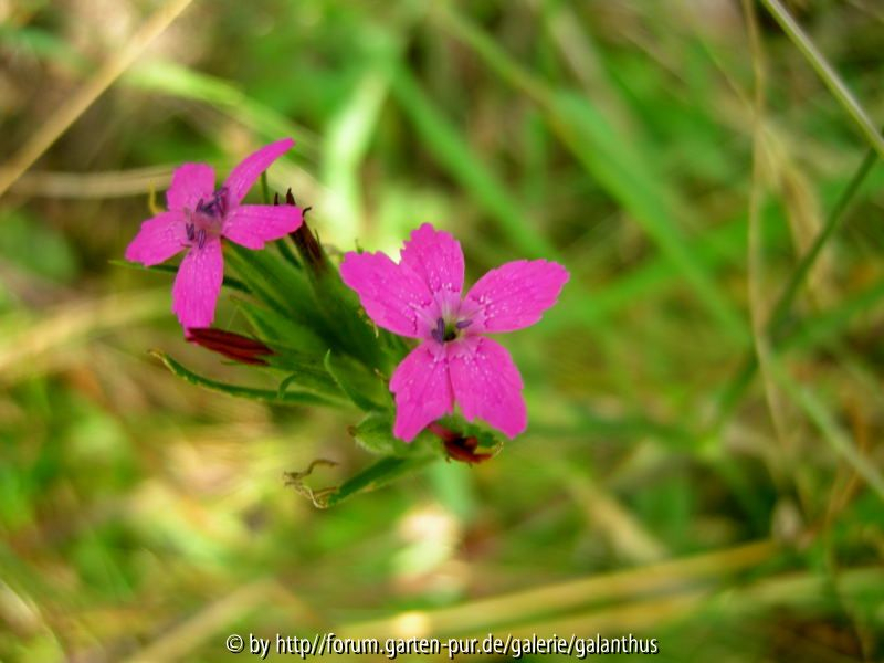 Dianthus armeria