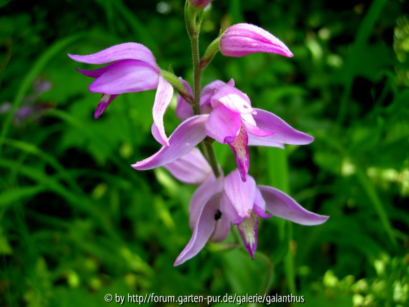 Cephalanthera rubra