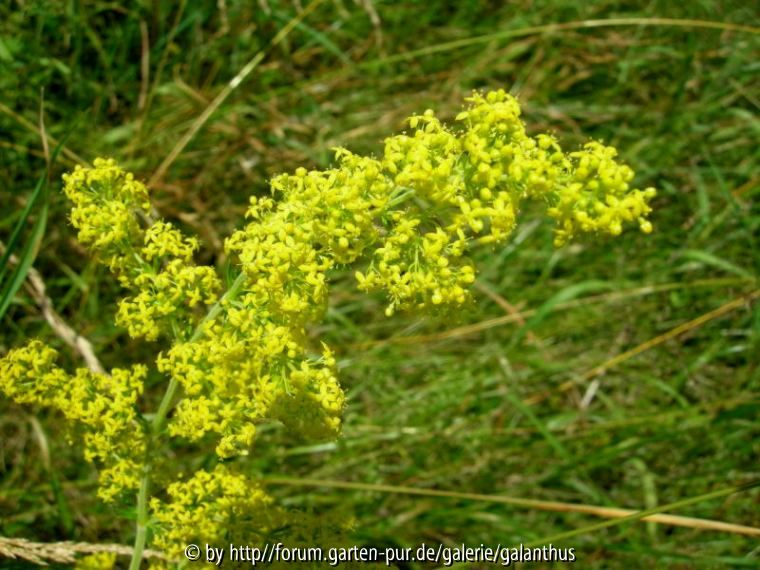 Galium verum