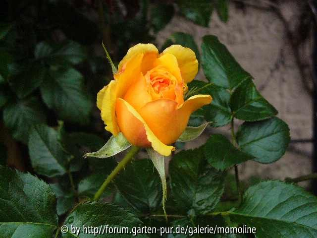 Die erste Rosenblüte in unserem Garten