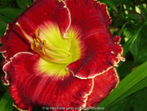 'Crowning Fire'