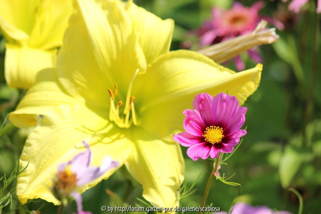 zitronengelb und pink