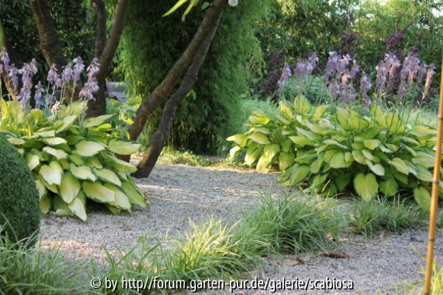 Hostas Kiesbeet